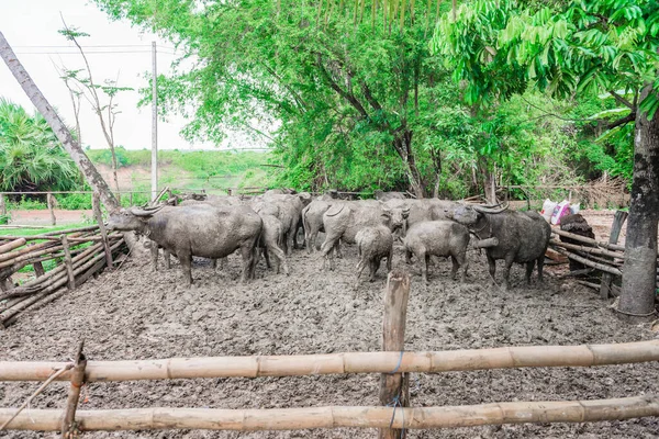 Thai buffalo dirty mud in the cage,selective focus