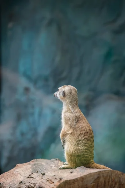 Fermer Meerkat Sur Tronc — Photo