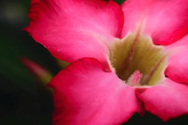 百合の花の終わり自然概念は — ストック写真