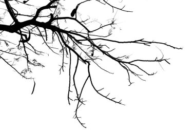 Arkaplan olarak ağaç dallarını kapat 