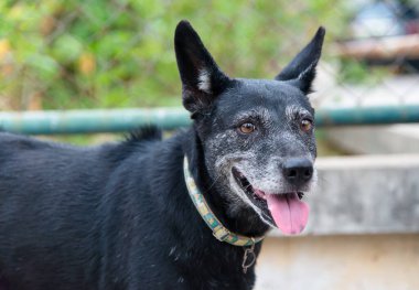 sevimli köpek açık havada yakın çekim 