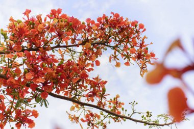 Parktaki renkli ağaçlar.