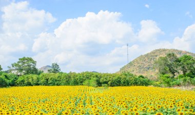 Güneşli yaz gününde ayçiçeği tarlası manzarası  