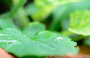Yaprağın üzerine dökülen suyun parlak güneş ışığı, yumuşak odak ve seçici odak noktası.