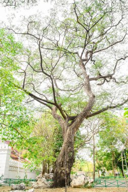 Arkaplan olarak ağaç dallarını kapat 