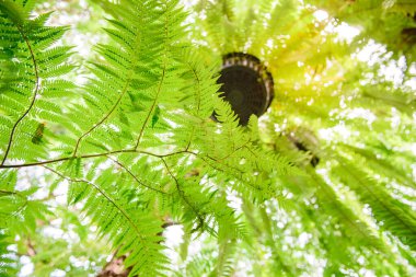 Eğreltiotu yaprakları düşük açılı, parlak güneş ışığı olan, evdeki bahçe