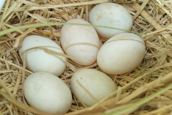 Fresh Duck Eggs Nest — Stock Photo, Image
