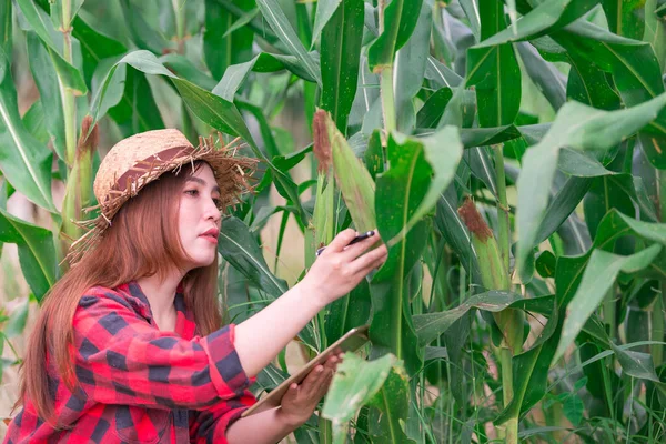 Aziatische Vrolijke Vrouwelijke Boer Suikerrietboerderij Controle Van Landbouwproducten Thaise Bevolking — Stockfoto