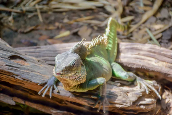 Lézard Vert Sur Arbre Dans Forêt — Photo