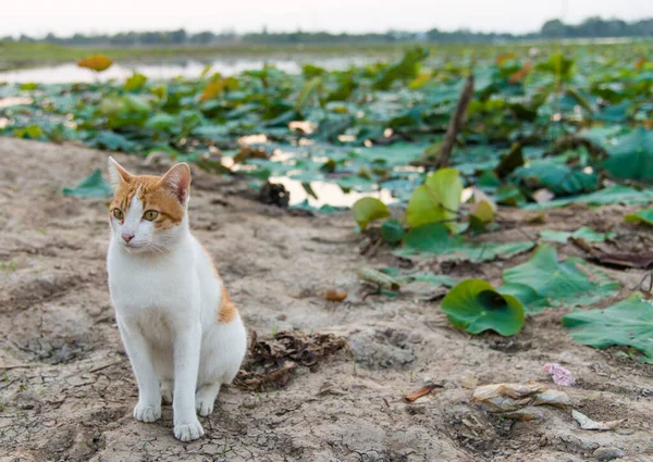 Cute Cat Sand Lake Stock Photo