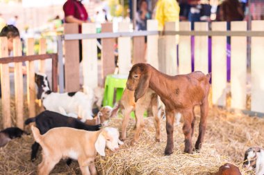 Köpek çiftlikte çit besliyor.