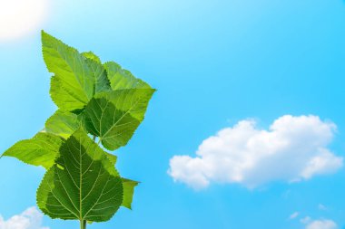 Arkaplan olarak ağaç dallarını kapat 