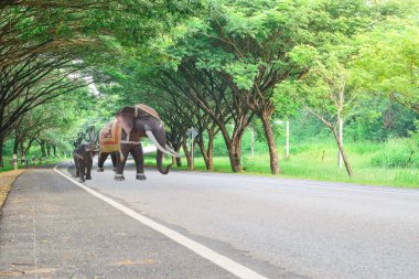 Nakhonratchasima, Tayland 'daki yol ve tünel ağacı.