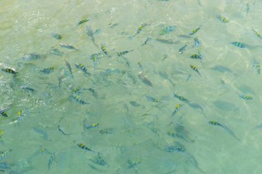 Mavi deniz suyunda balık