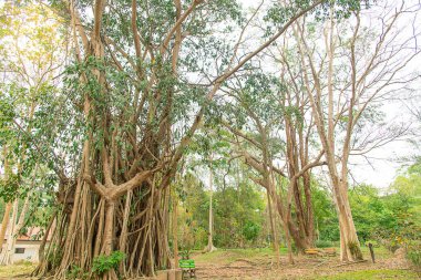 Arkaplan olarak ağaç dallarını kapat 