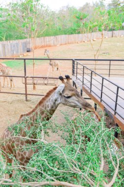Zürafayı besleme zamanı.
