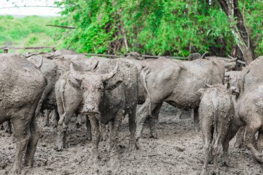 Tayland bufalosu kafesin içinde kirli çamur, seçici odaklanma