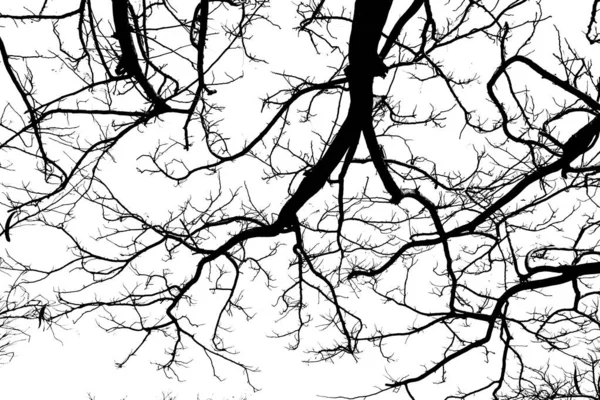 가지를 배경으로 가까이 — 스톡 사진