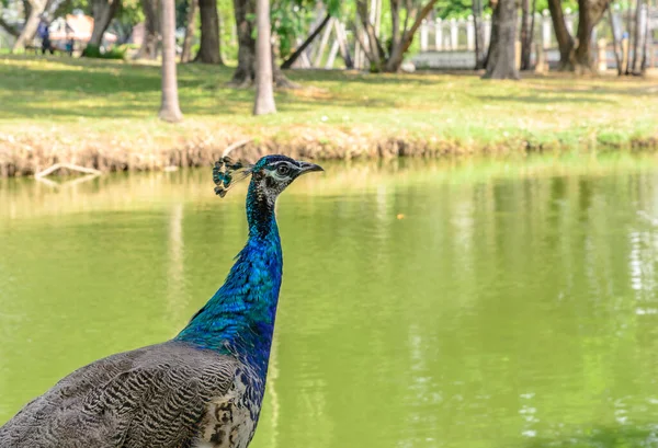 Pavo Real Jardín Público Cerca Del Río Tailandia — Foto de Stock