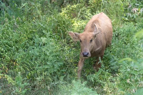 Little Buffalo Forest Looking Eat Glass Time Food — ストック写真