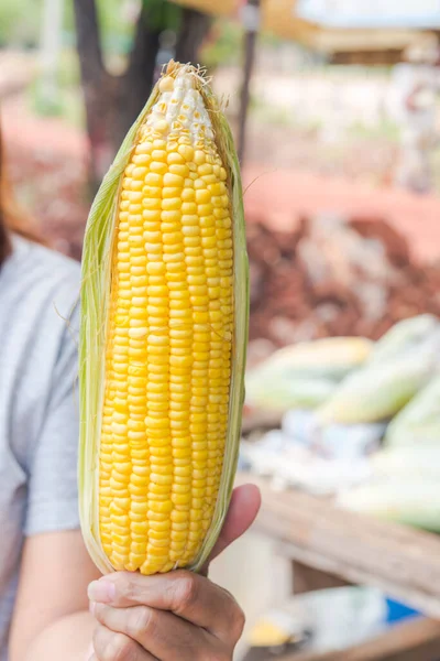 Pick Fresh Corn Show — Stock Photo, Image