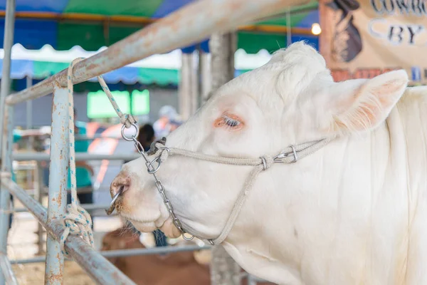 Nahaufnahme Der Kuh Auf Dem Hof Landwirtschaftliches Konzept — Stockfoto