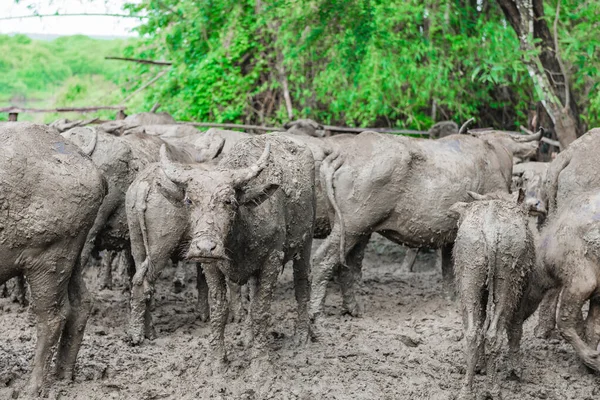 Búfalo Tailandês Lama Suja Gaiola Foco Seletivo — Fotografia de Stock