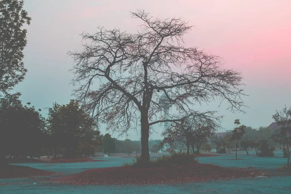 Силуэт Дерева Умереть Вечером Закатом Темный Тон Ужас Страх — стоковое фото