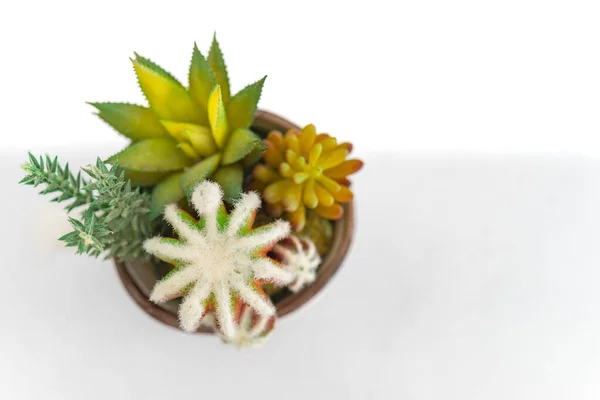 Cactus Ceramic Vase Used Decorating Table Beautifully Top View Bright — Stock Photo, Image