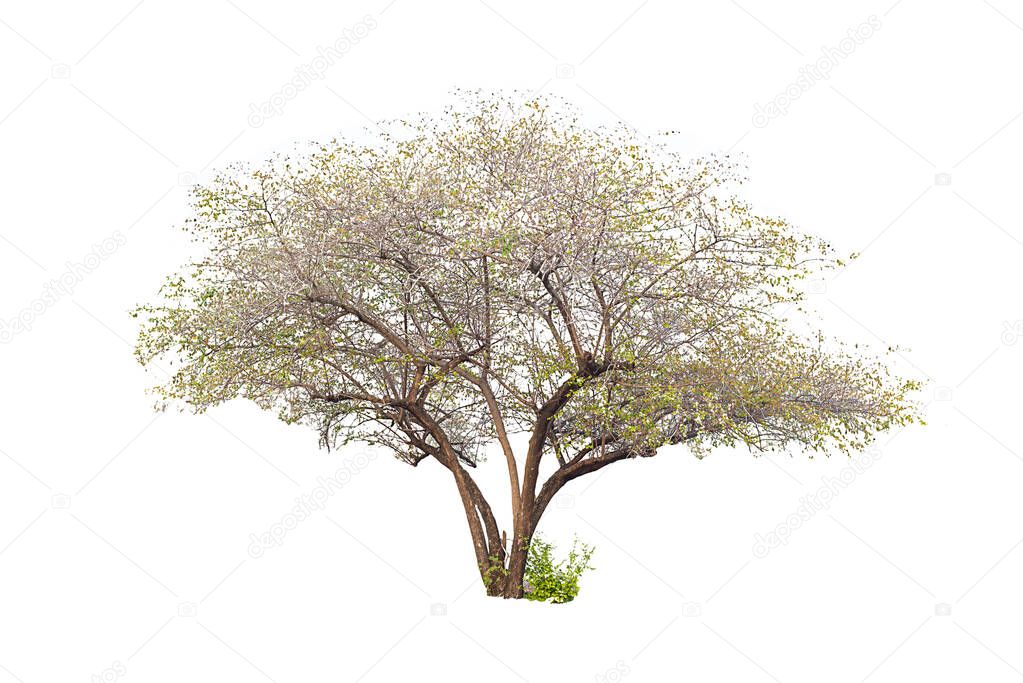 close up of tree branches as background 