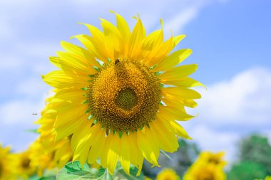 Güneşli yaz gününde ayçiçeği tarlası manzarası  