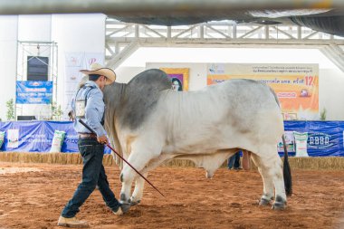 Çiftlikteki beyaz boğa.