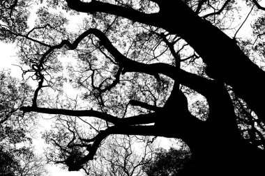 Karanlık ormanda ağaç dalları