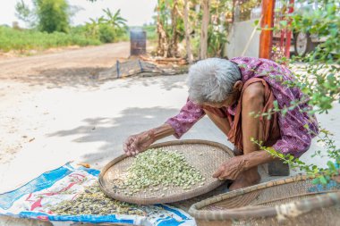 Senior woman sorting dry seeds outdoors