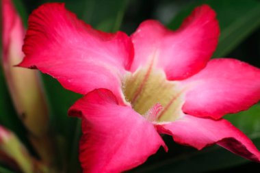 Zambak çiçeğine yakın, doğa konsepti.