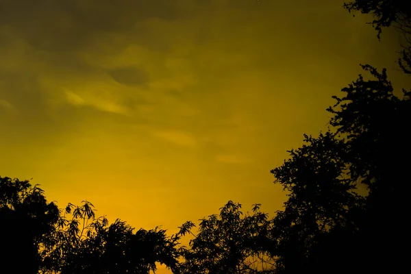 Silhouet Van Bomen Avondtijd — Stockfoto