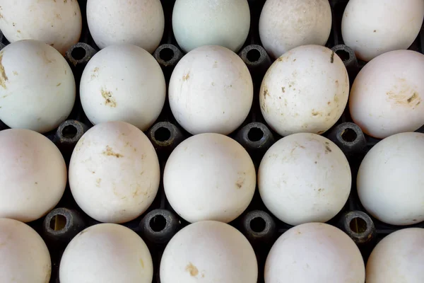 Fresh Eggs Market — Stock Photo, Image
