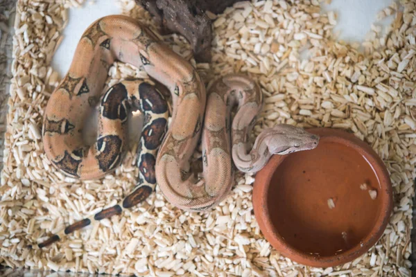 Vue Rapprochée Serpent Dangereux Dans Terrarium — Photo