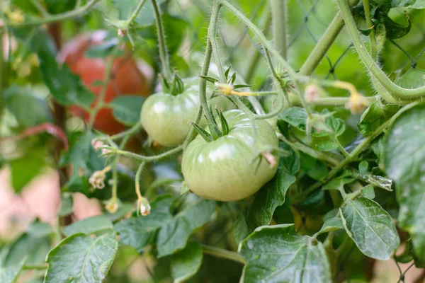 Green Tomatoes Garden Thai — ストック写真
