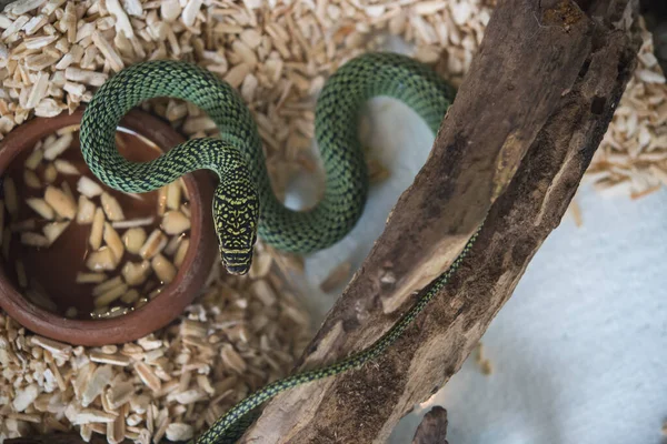 Vue Rapprochée Serpent Dangereux Dans Terrarium — Photo