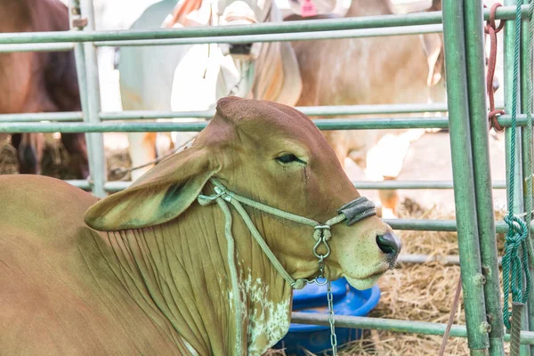 stock image close up of cow at farm, agriculture concept  