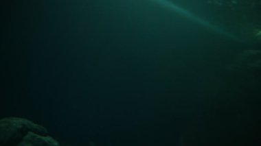 Akvaryumda yüzen mercan ve deniz balıkları.