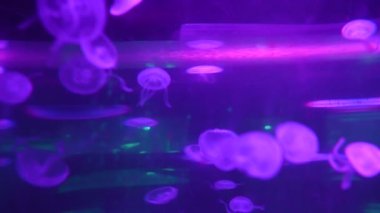 Neon ışıklarıyla karanlık sularda yüzen jöleli balıklar.