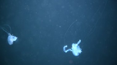 Neon ışıklarıyla karanlık sularda yüzen jöleli balıklar.