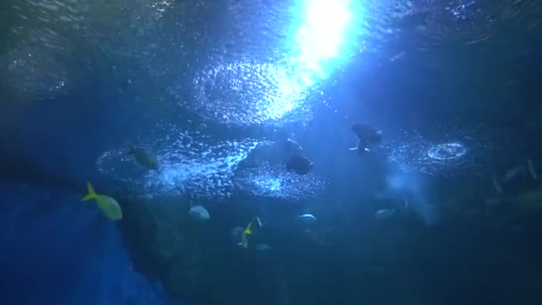 Кораллы Морские Рыбы Плавающие Аквариуме — стоковое видео