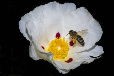 Arı, Jara veya Cistus 'un çiçeklerinde polen arıyor.