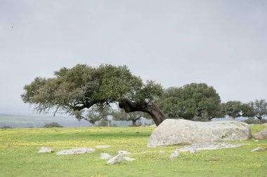 Extremadura 'da Ceclavin' in otlağında bahar
