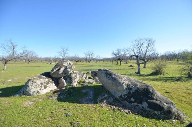 Baharda Aceituna, Extremadura 'da meşe otlağı