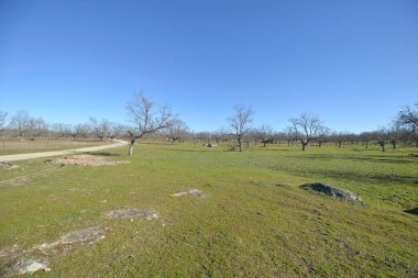 Baharda Aceituna, Extremadura 'da meşe otlağı