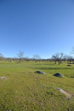 Baharda Aceituna, Extremadura 'da meşe otlağı